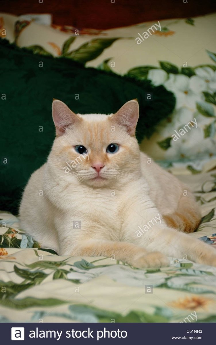 Сиамская кошка ред Пойнт