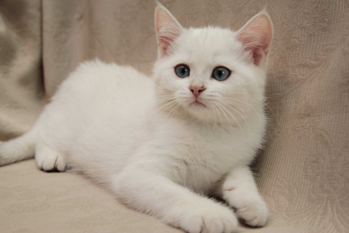 Скоттиш страйт ns11