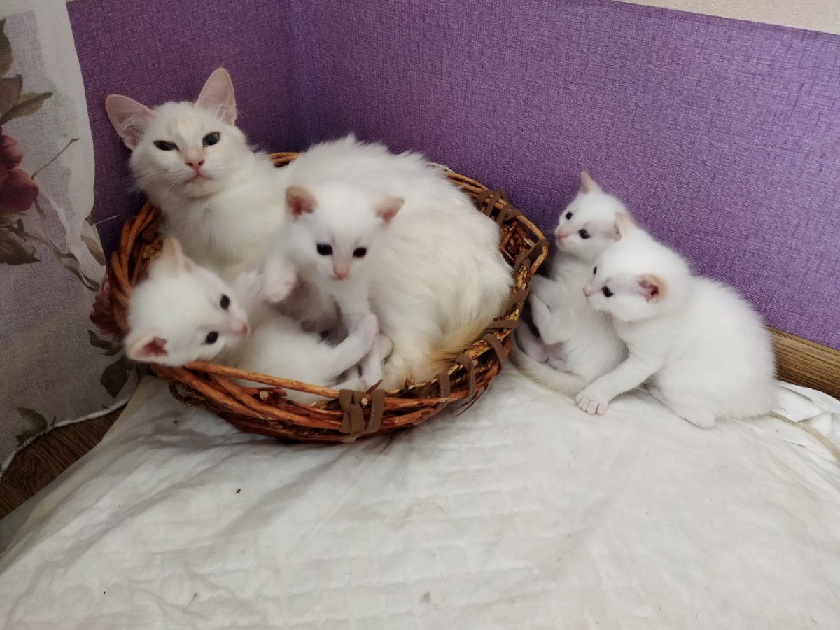 Ванская кошка