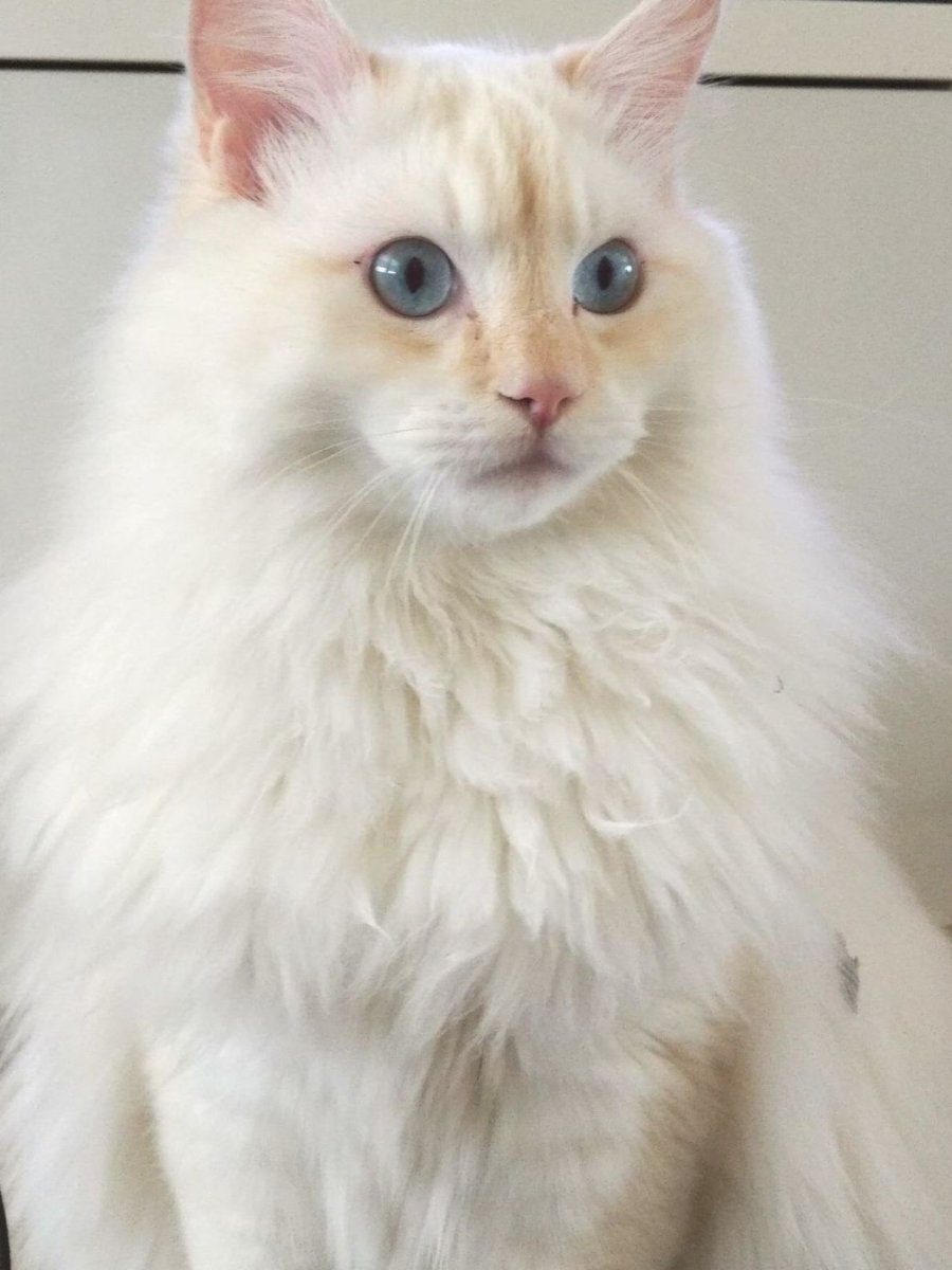 Рэгдолл кошка ред Пойнт