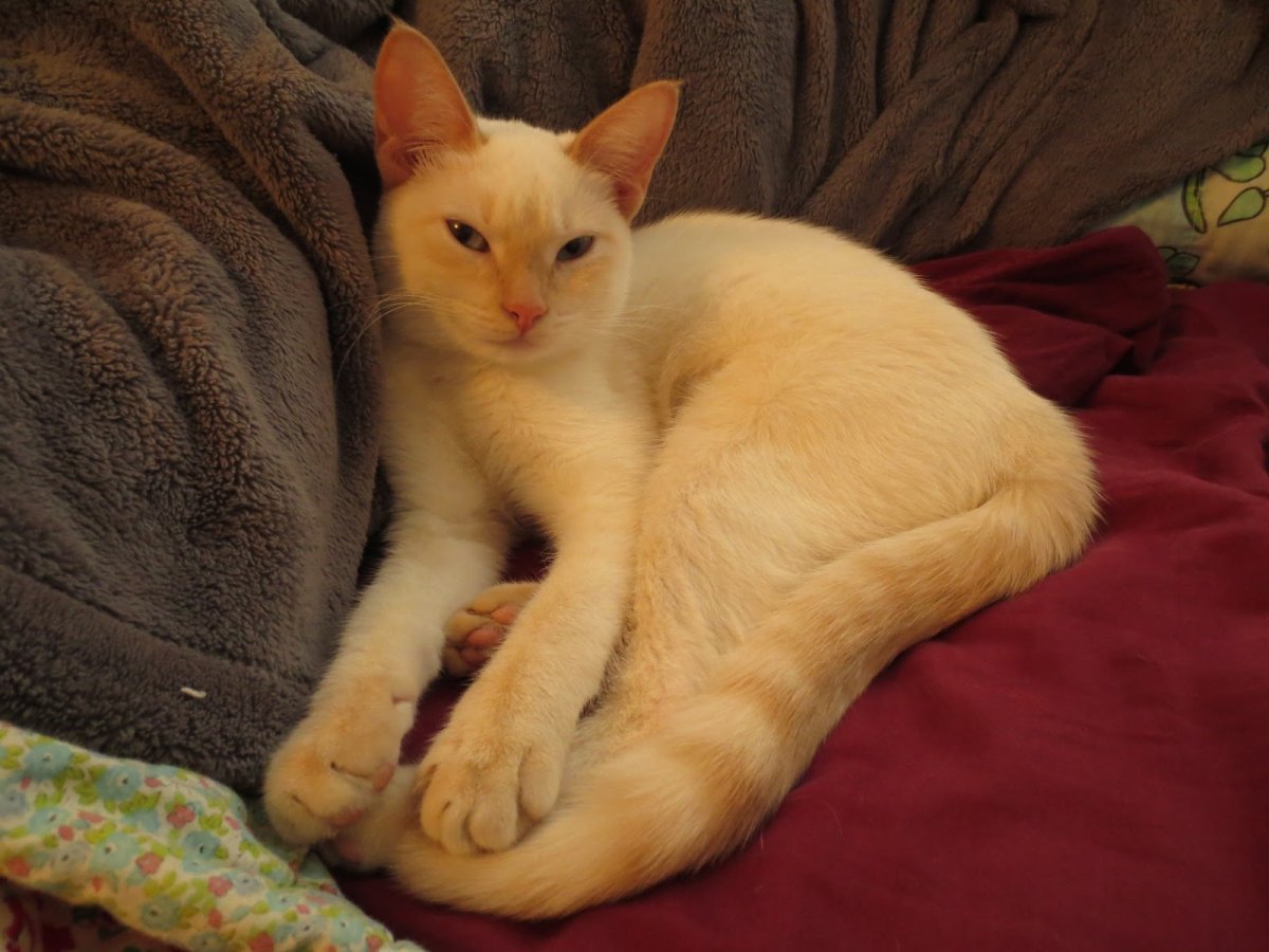 Сиамская кошка ред Пойнт