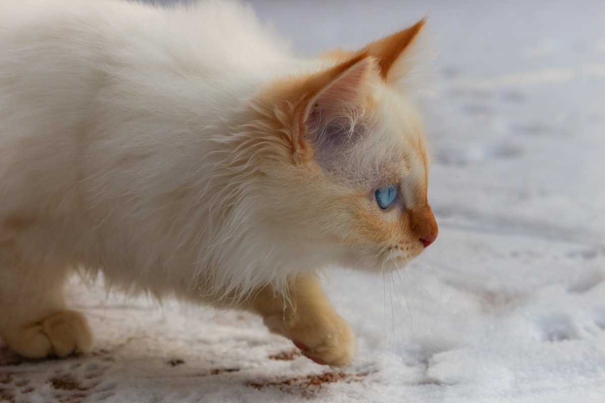 Невская маскарадная кошка ред Пойнт