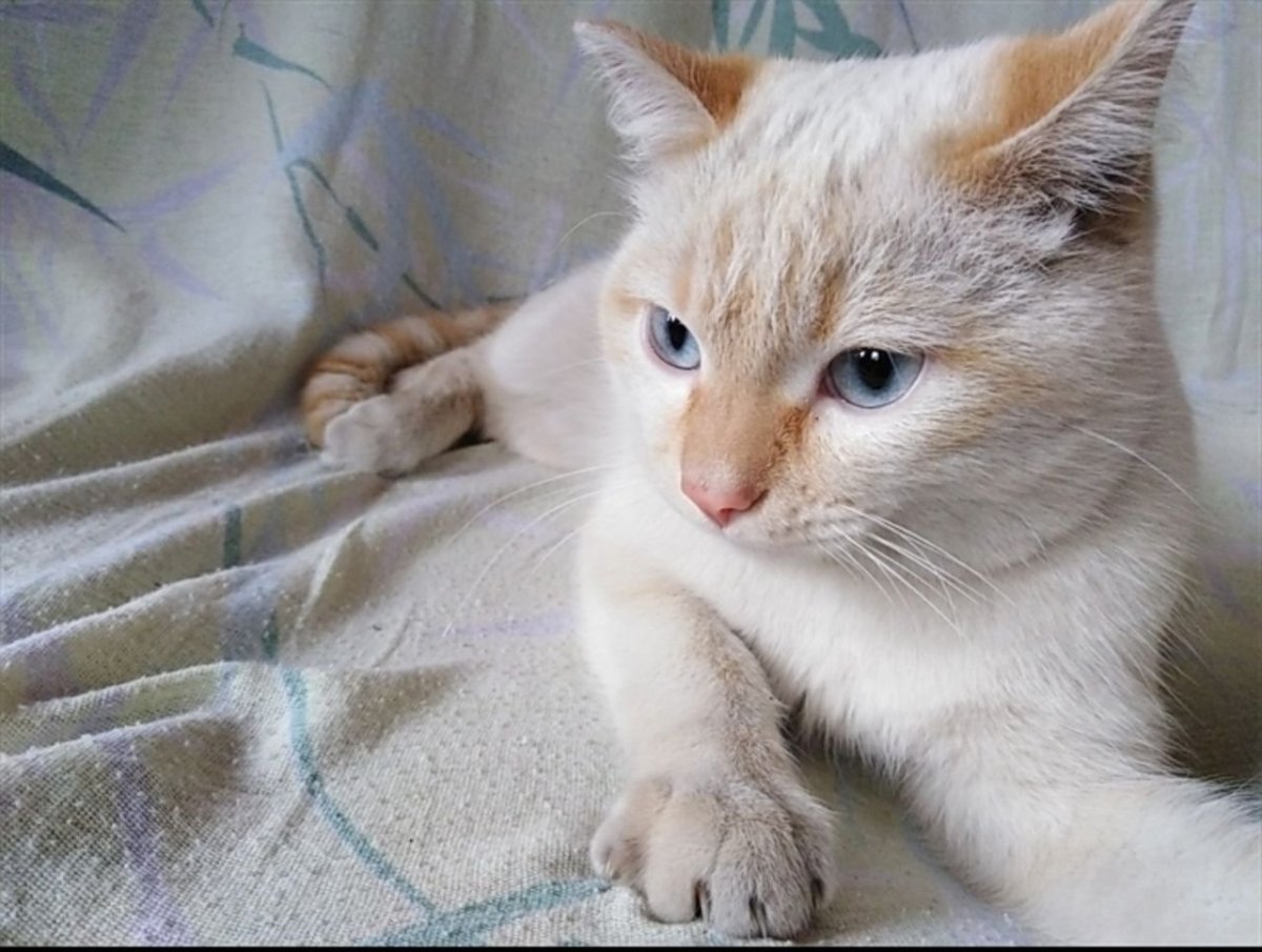 Тайская кошка ред Пойнт