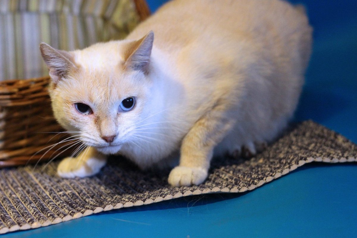 Кошка Светка