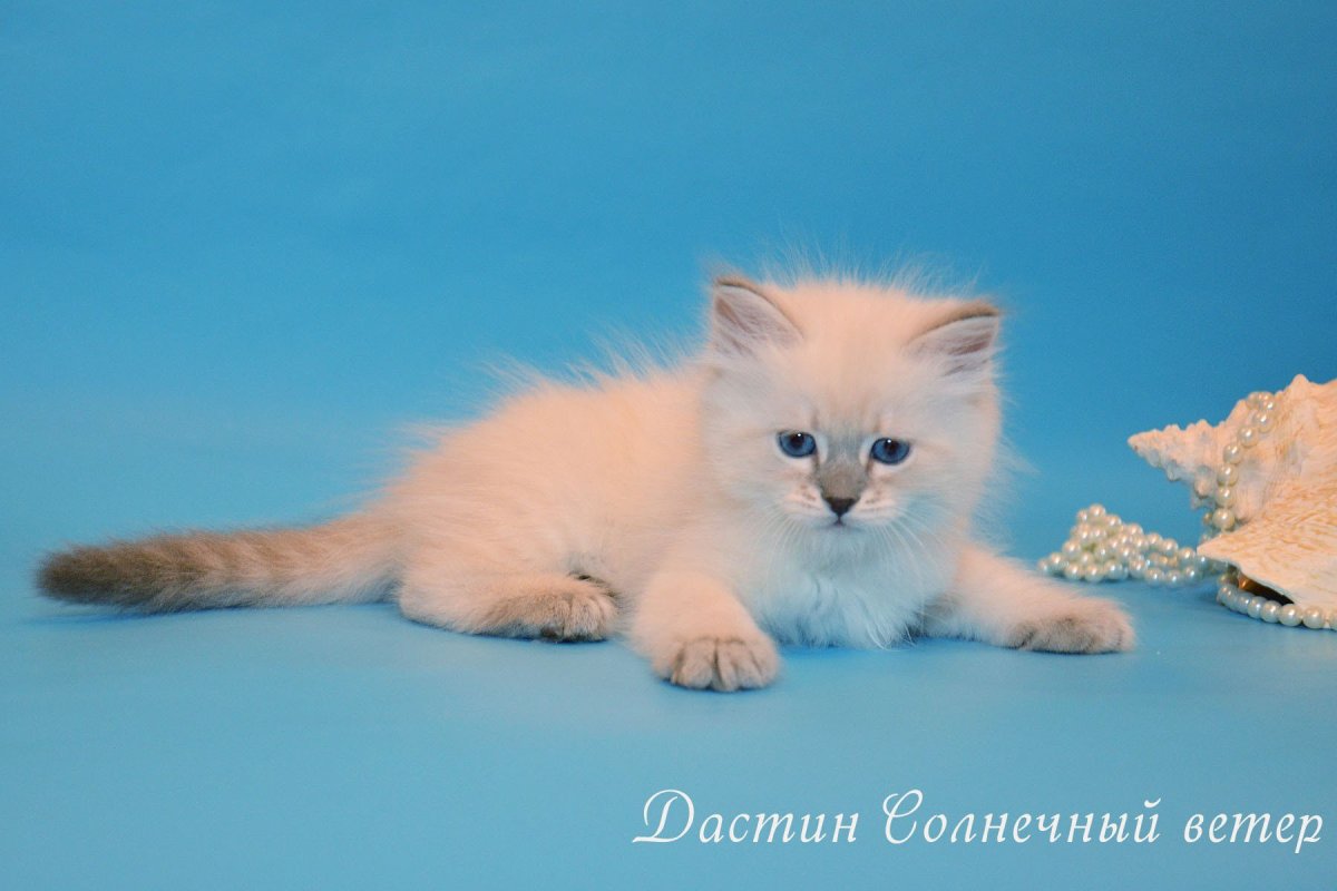 Невская маскарадная окрас ред-Пойнт