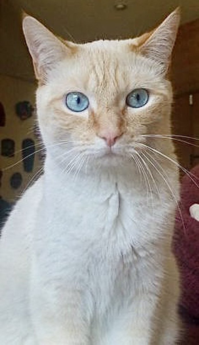 Охос азулес кошка