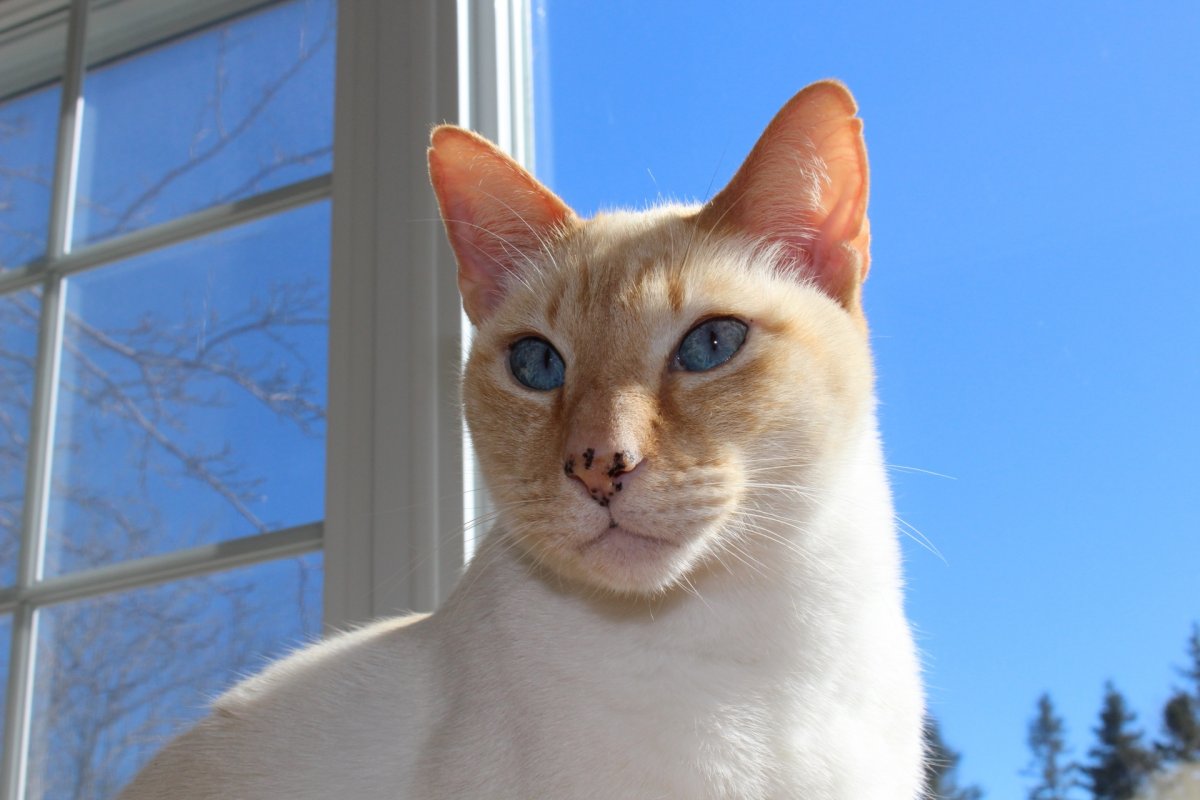 Тайская кошка ред Пойнт котенок