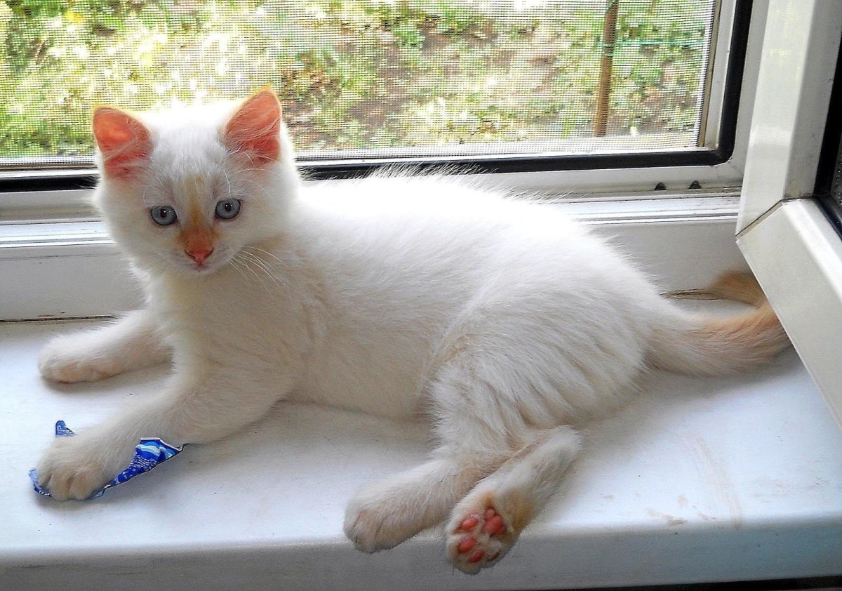 Райская кошка Ре поинт