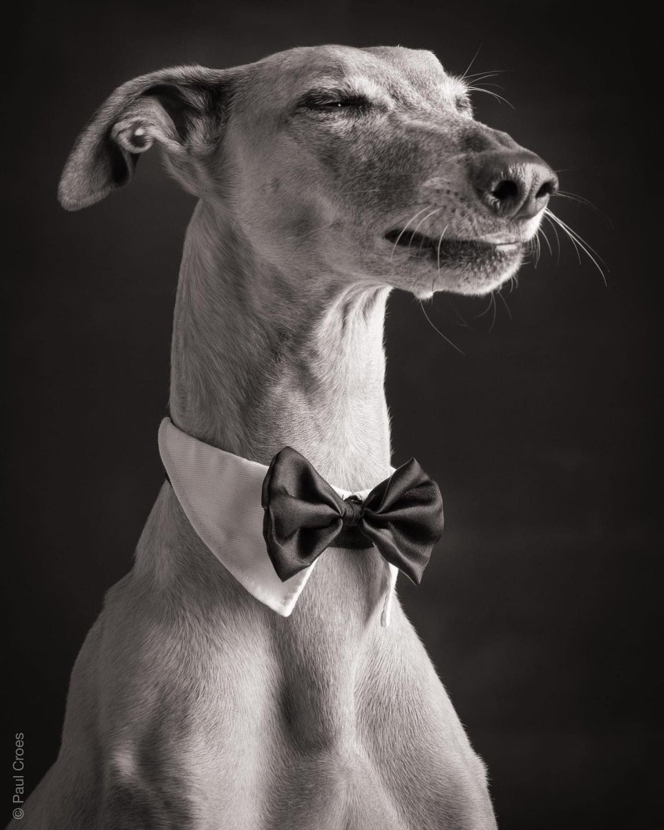 Итальянская борзая гальго