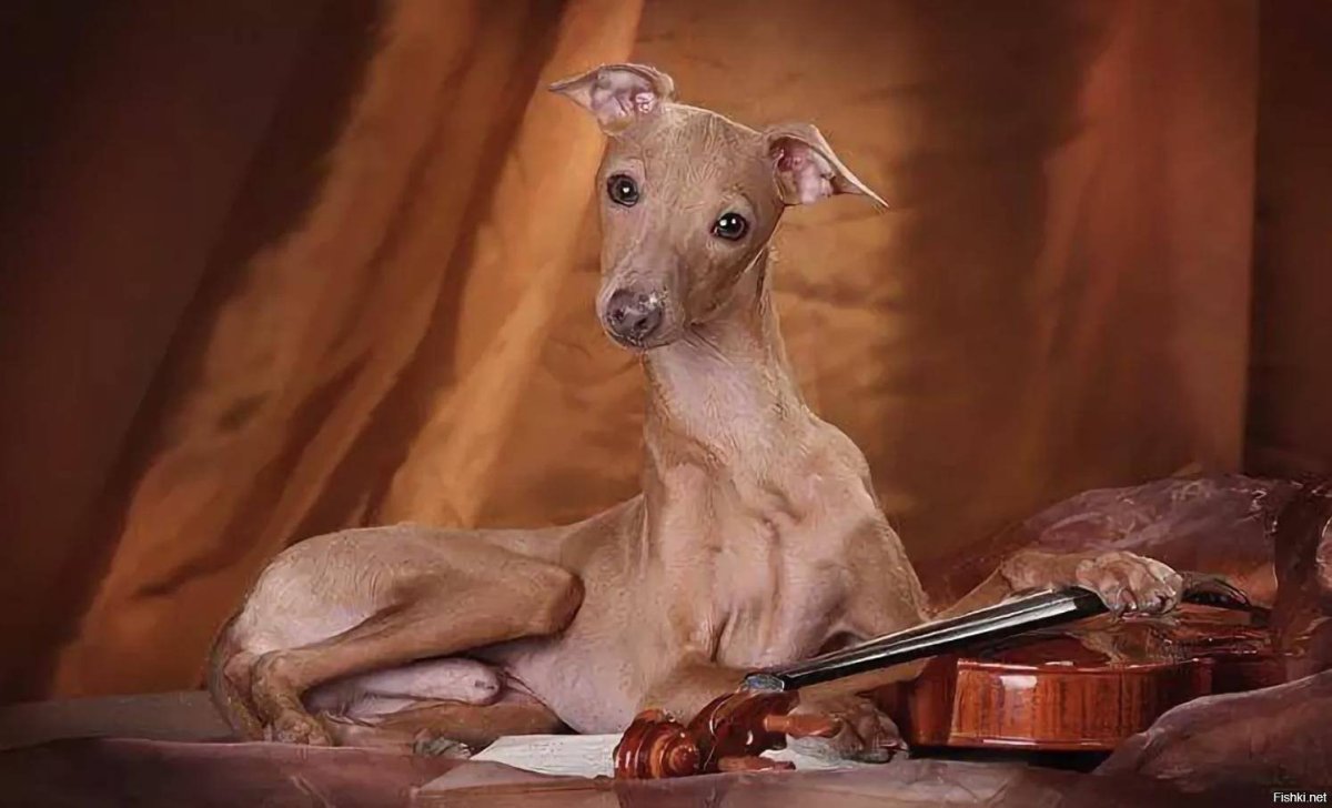 Итальянская борзая Левретка