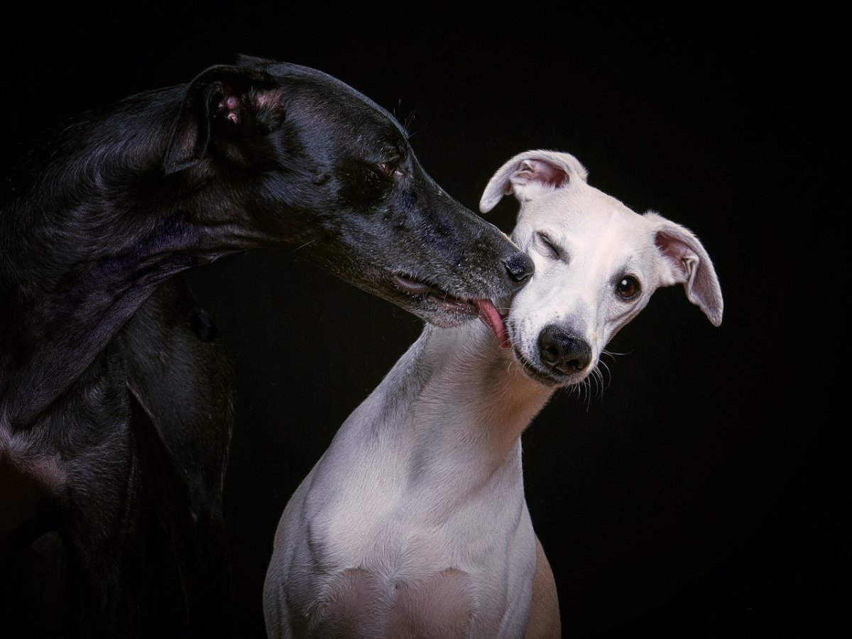 Уиппет Венди