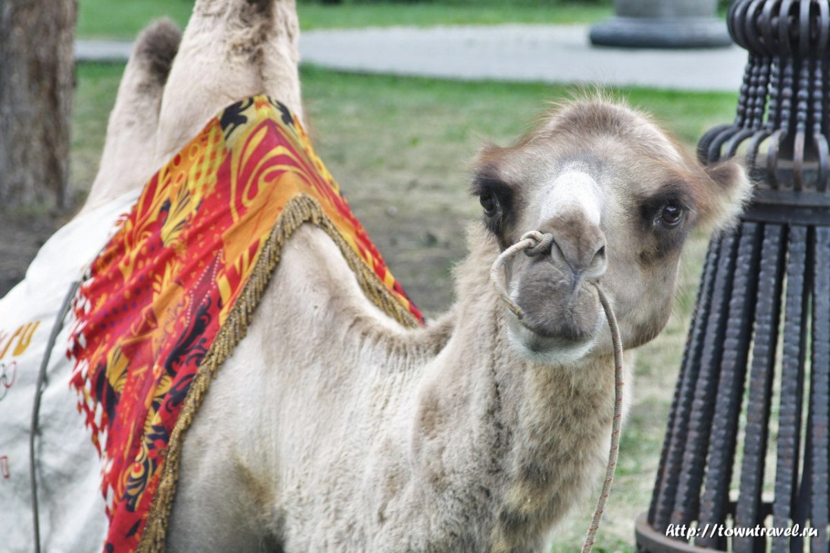 Челябинск верблюд