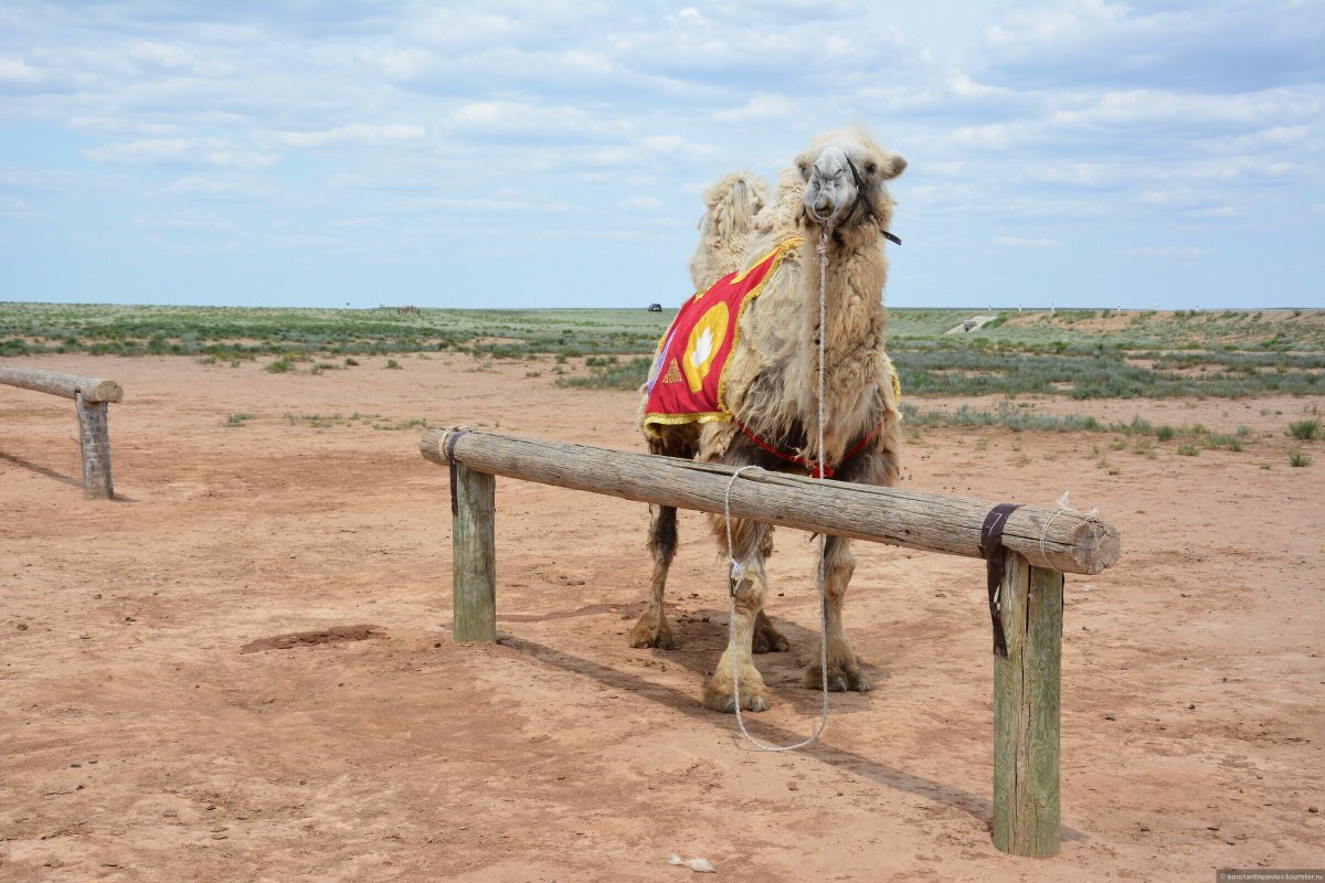 Верблюды в Калмыкии