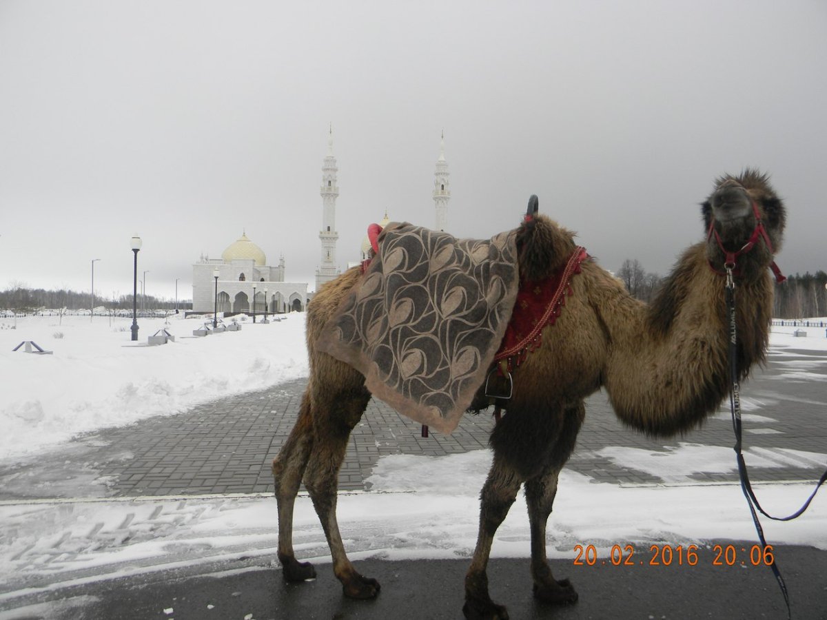 Верблюд в доме