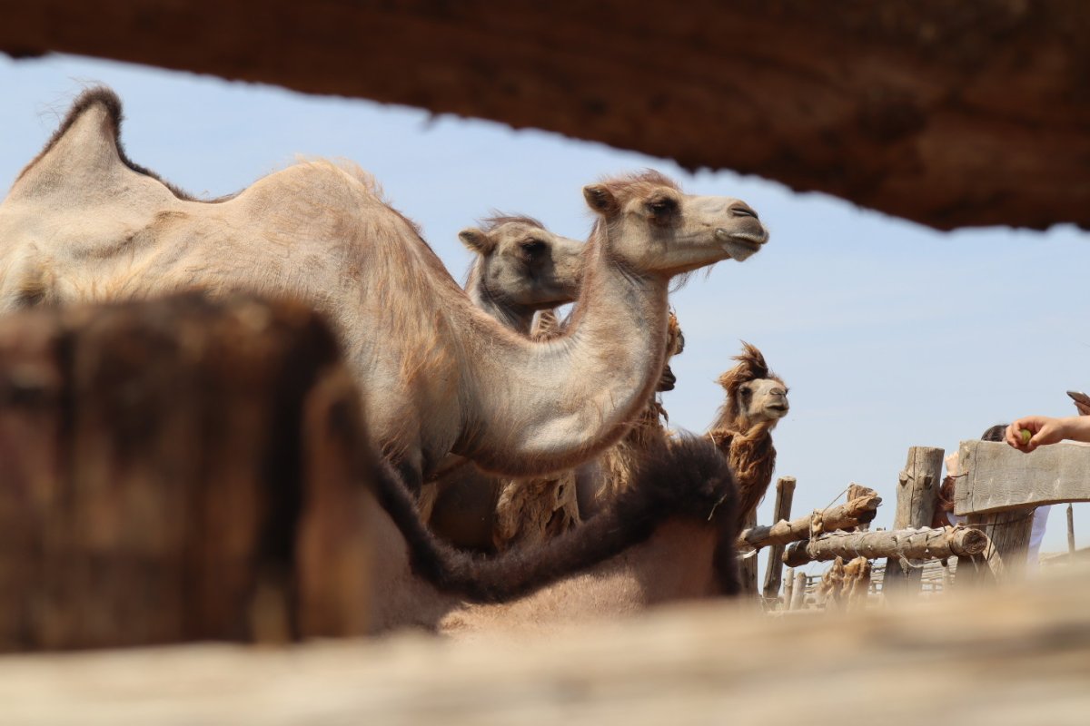 Змейка верблюд