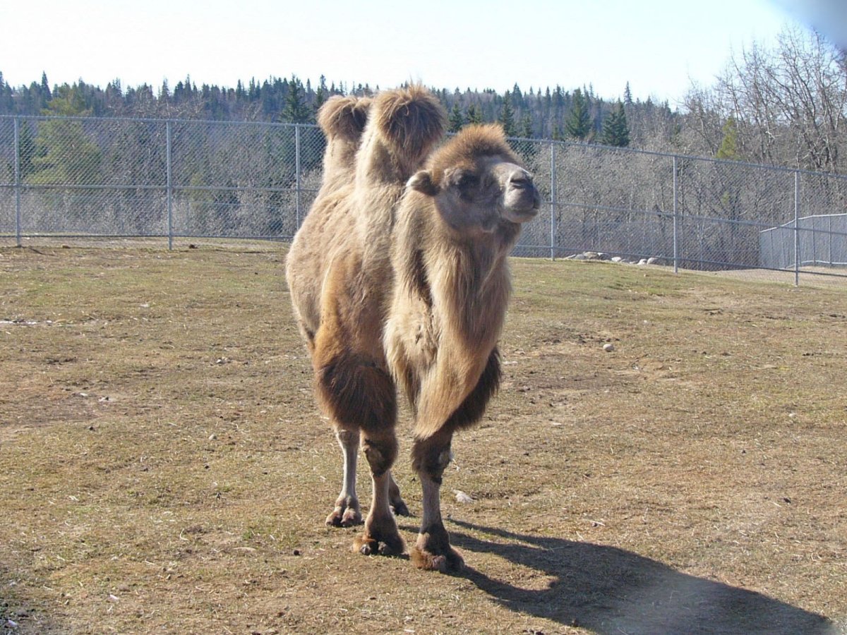 Хаптагай верблюд