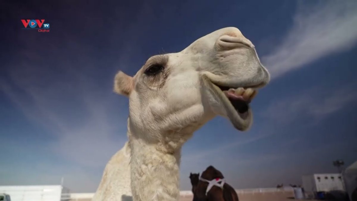 Верблюды на улицах Катара