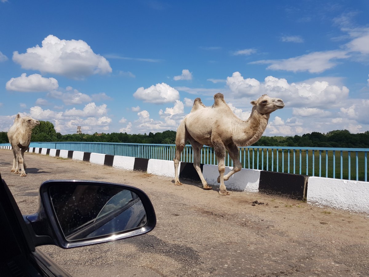 Верблюды в Саратовской области