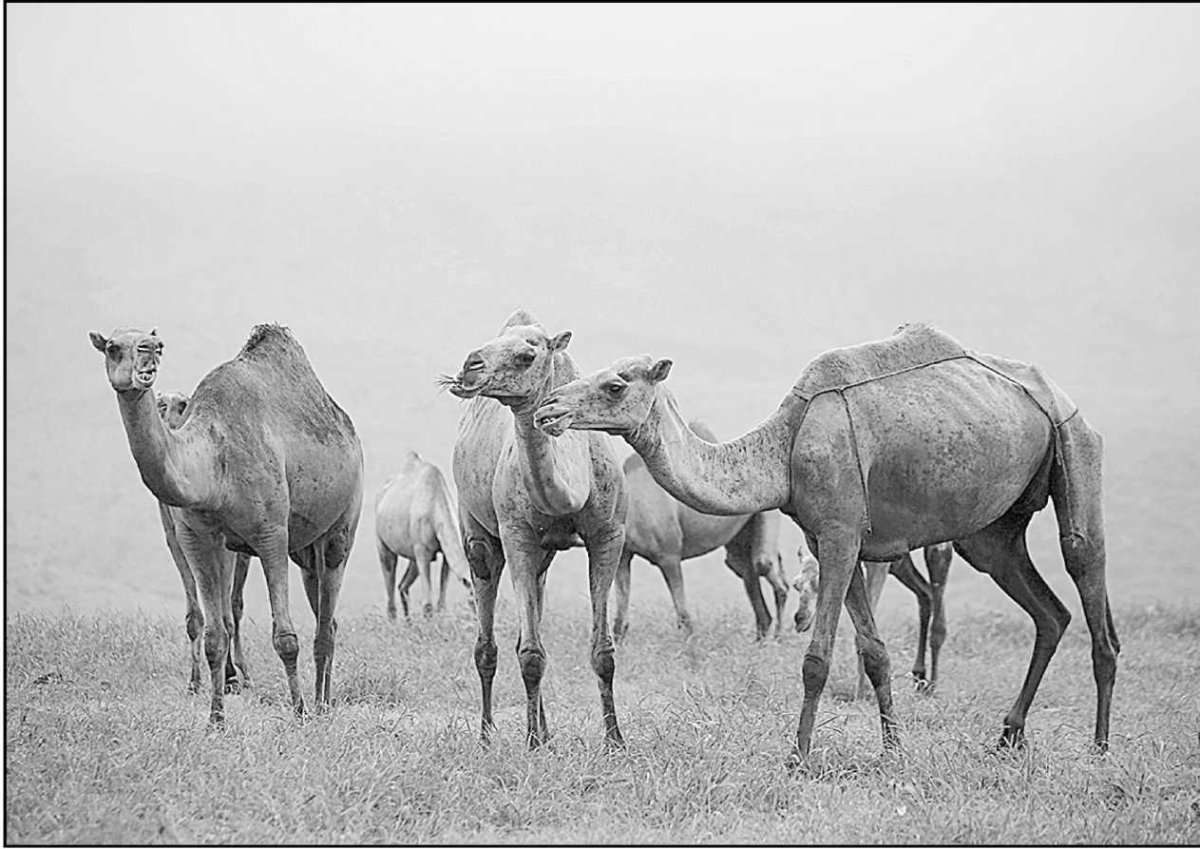 Тюменский верблюд