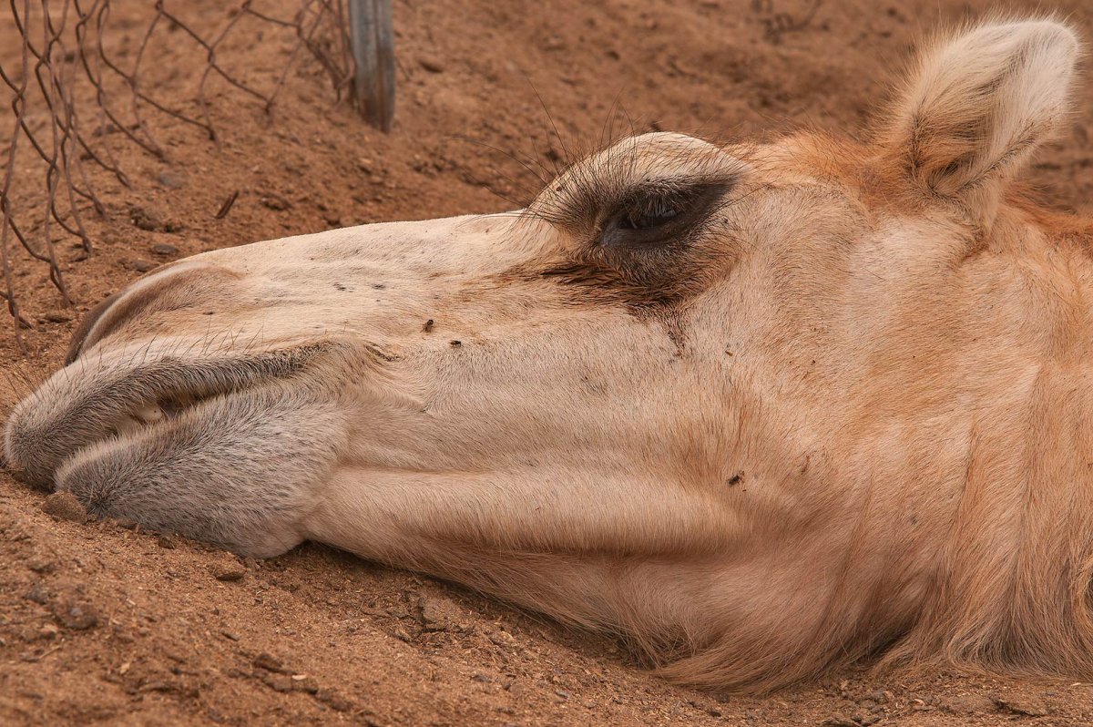 Цефалопиноз верблюдов