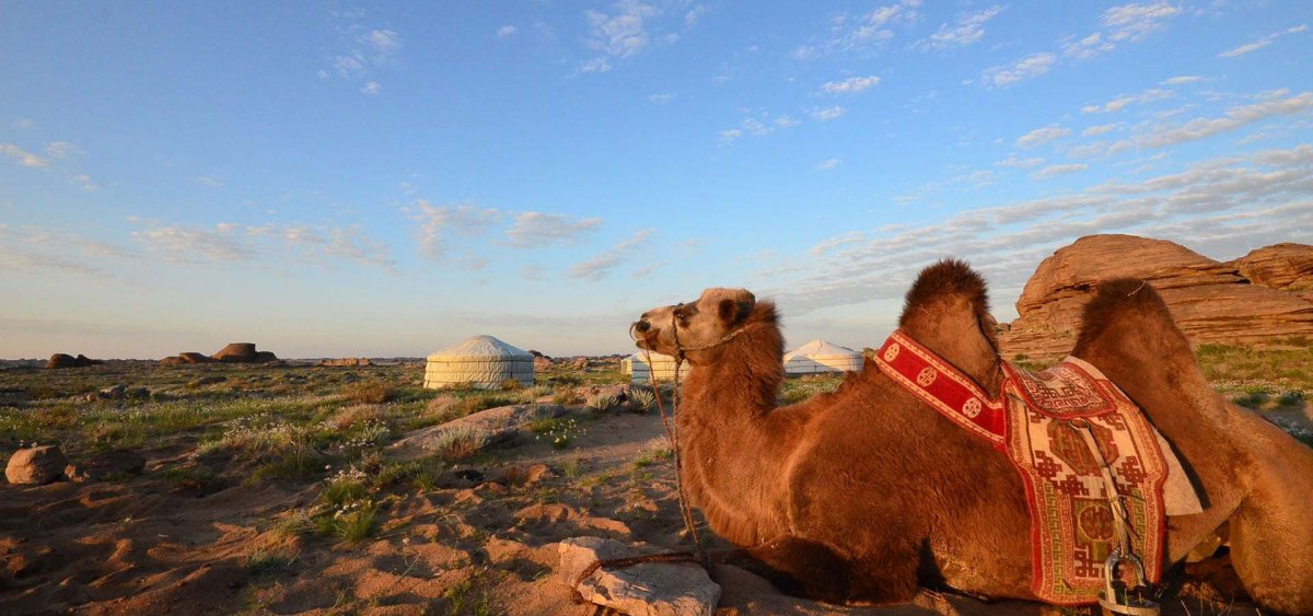 Туркменский Арвана - одногорбый верблюд