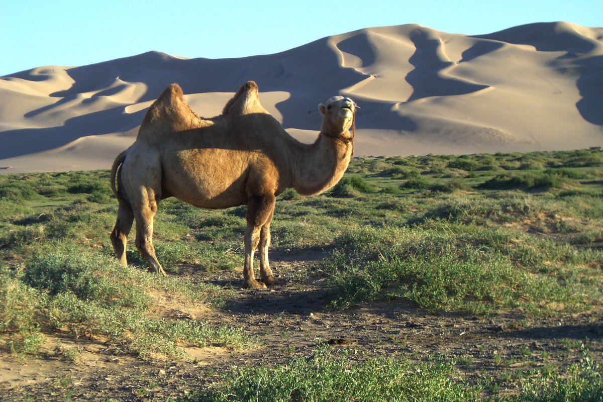 Казахстанский верблюд