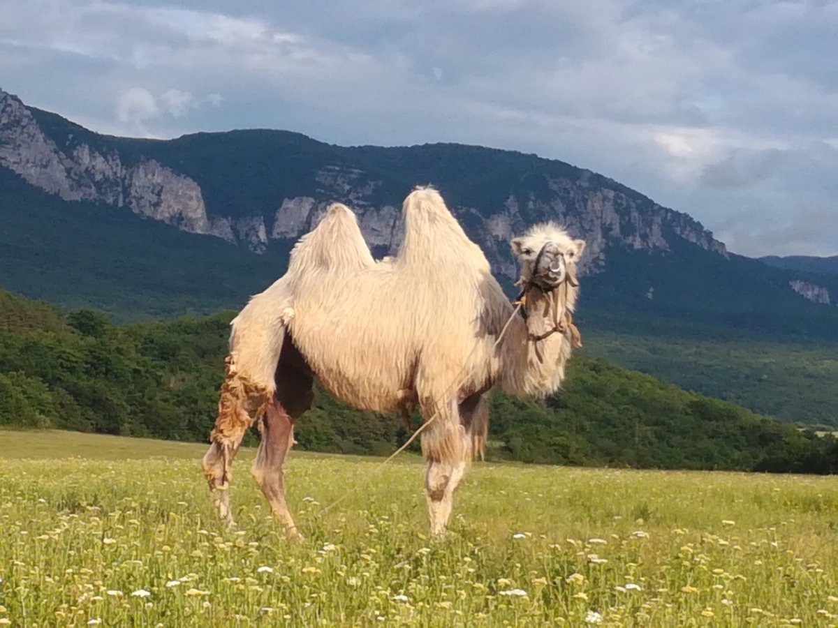 Верблюды в Крыму