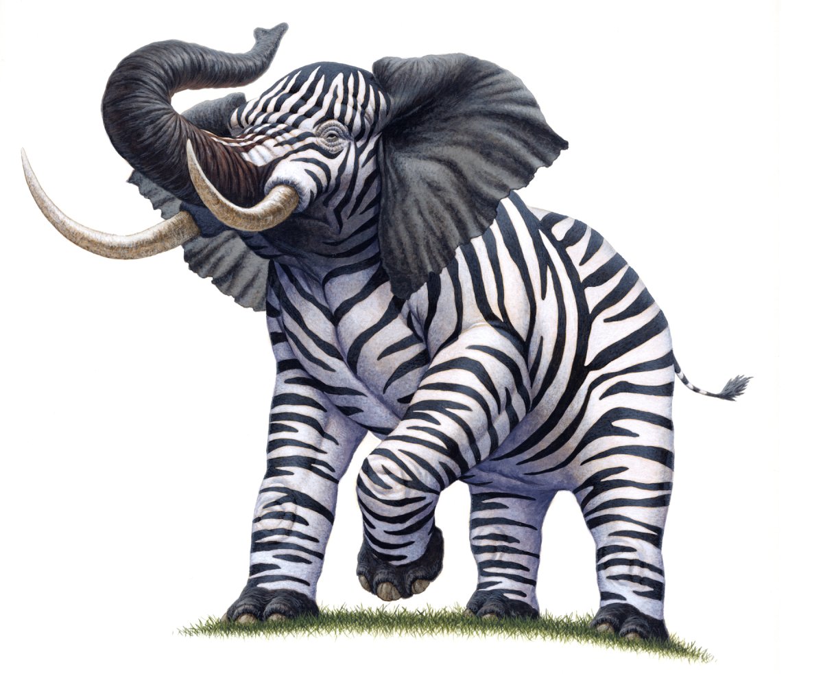 Полосатый слон