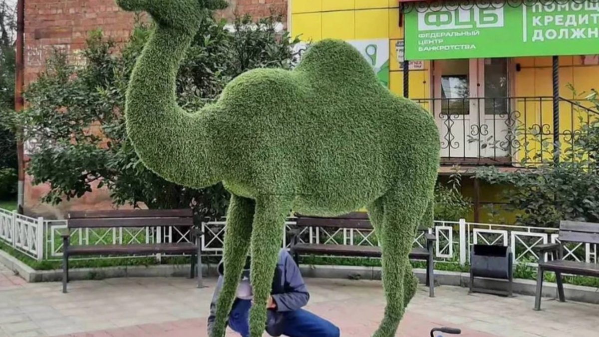 Верблюд в Иркутске на Тимирязева Иркутск