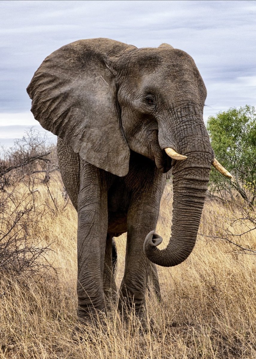 Редкий полосатый слон