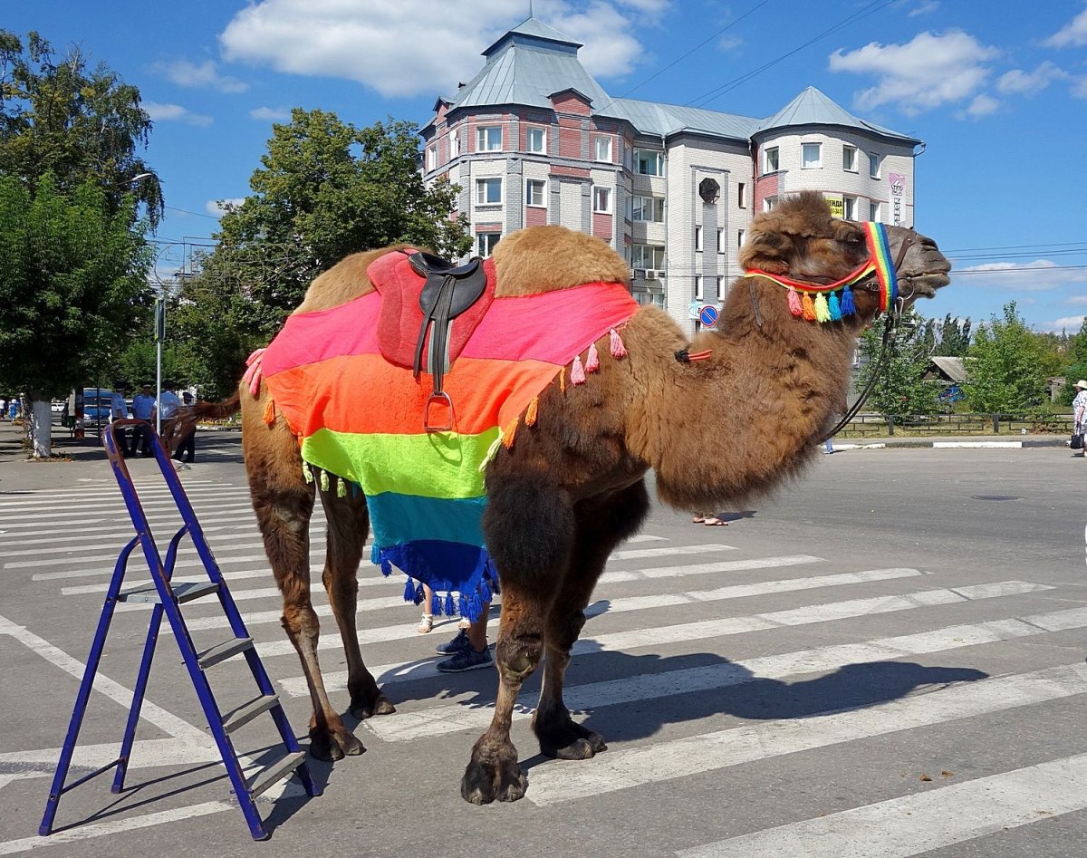 Верблюды в среде