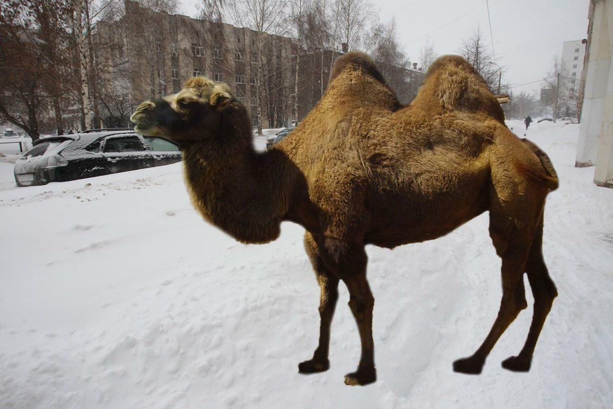 Верблюды в Удмуртии
