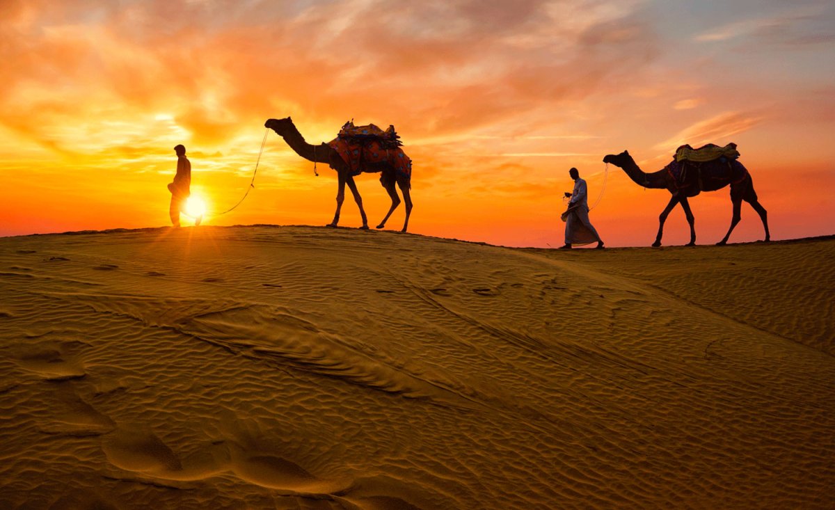 Караван одногорбых верблюдов