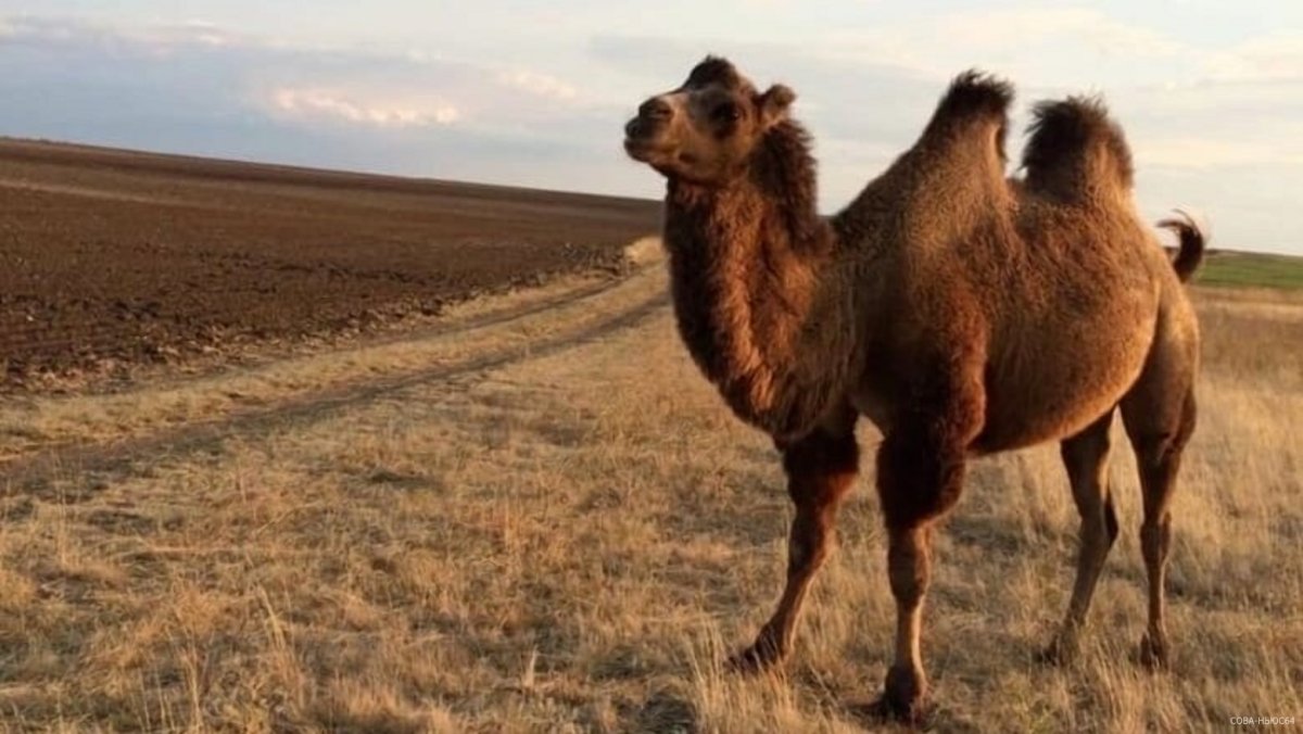 Верблюдица Тамара ВОВ