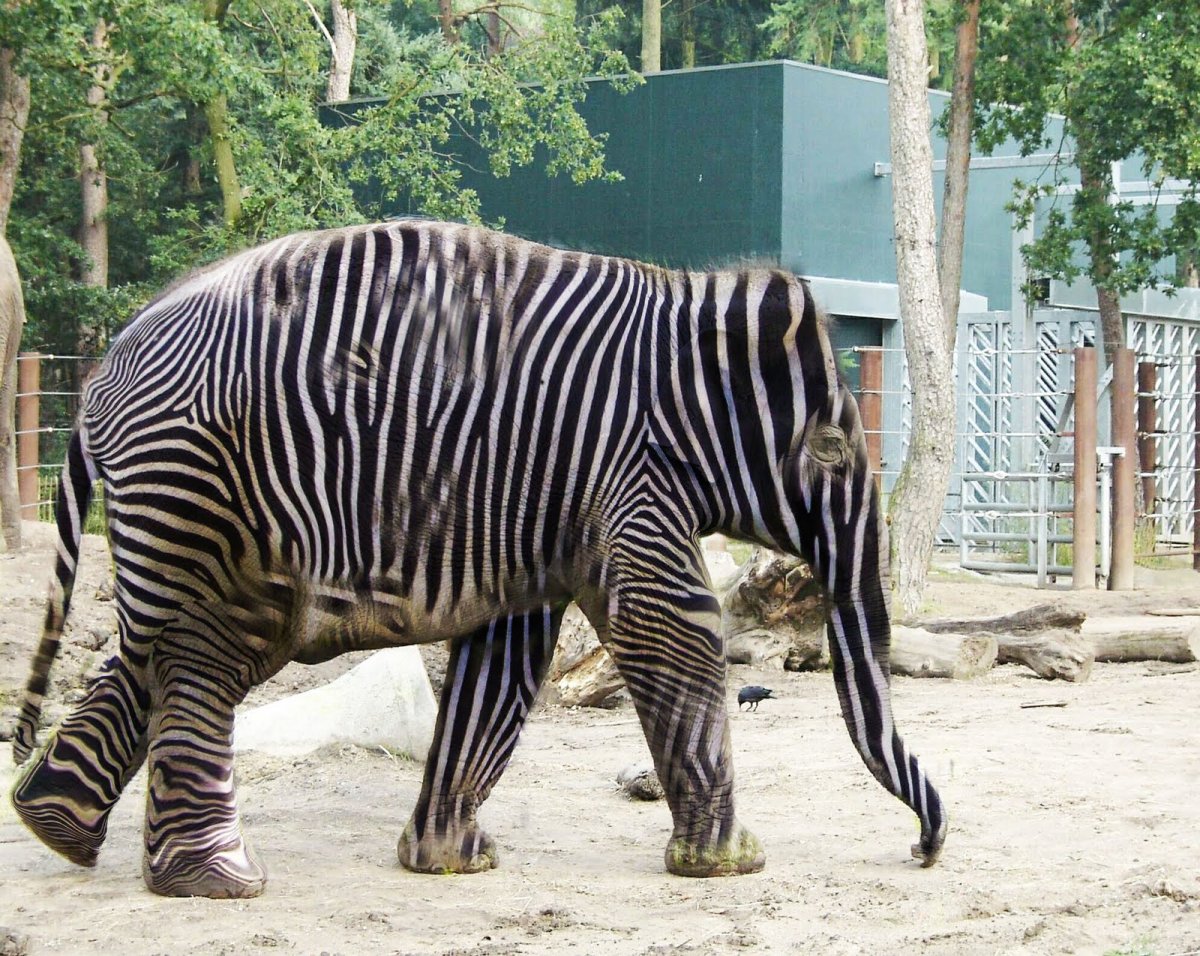 Полосатый слон