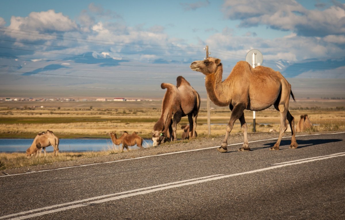 Як Кош Агач
