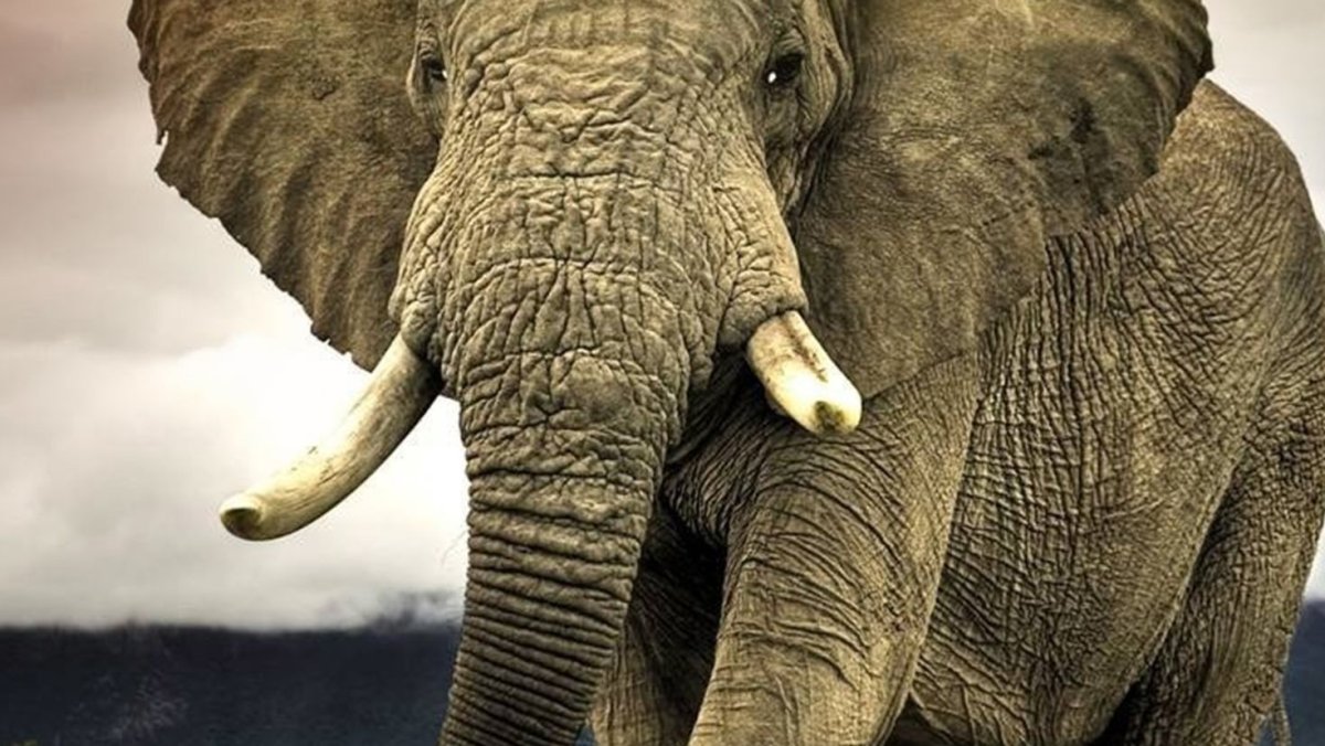 Нереальные животные