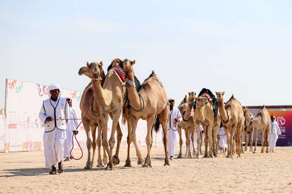 Верблюды в Казахстане