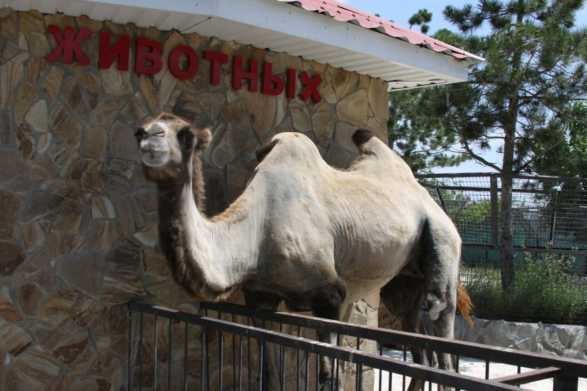 Верблюжонок в Тайгане