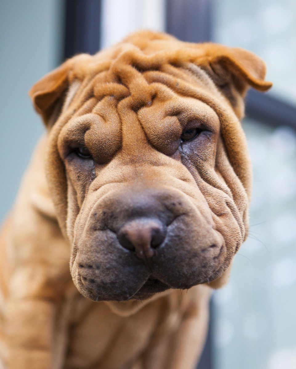 Собака шарпей