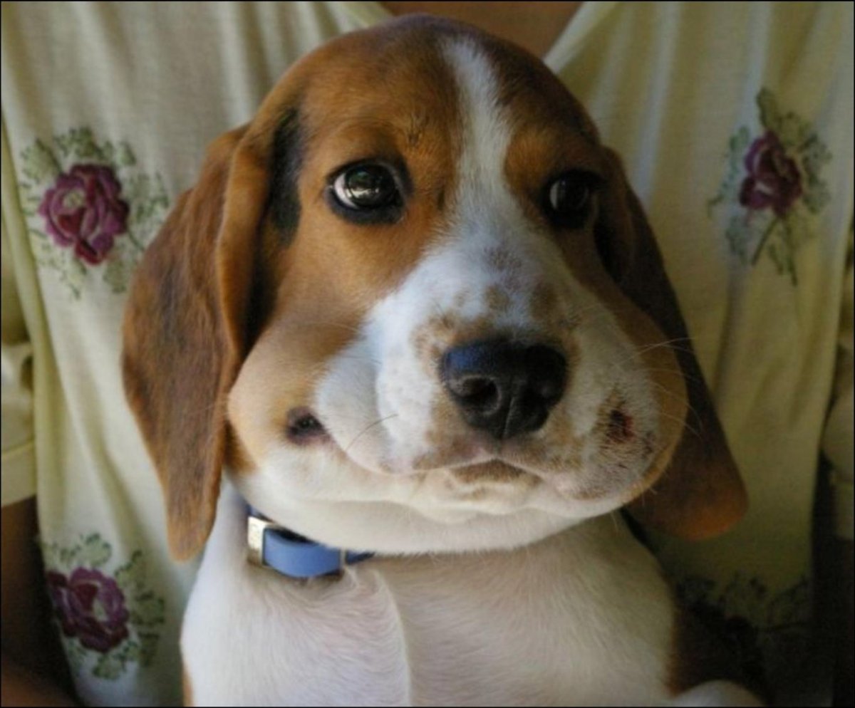 Смешной Бигль