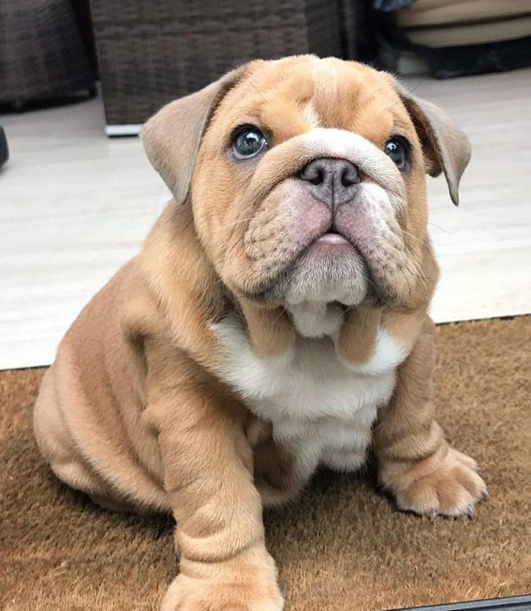Английский бульдог щенок