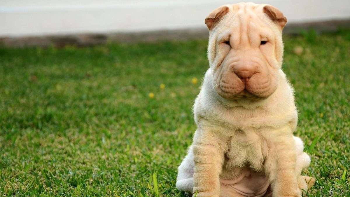 Шарпей пушистый