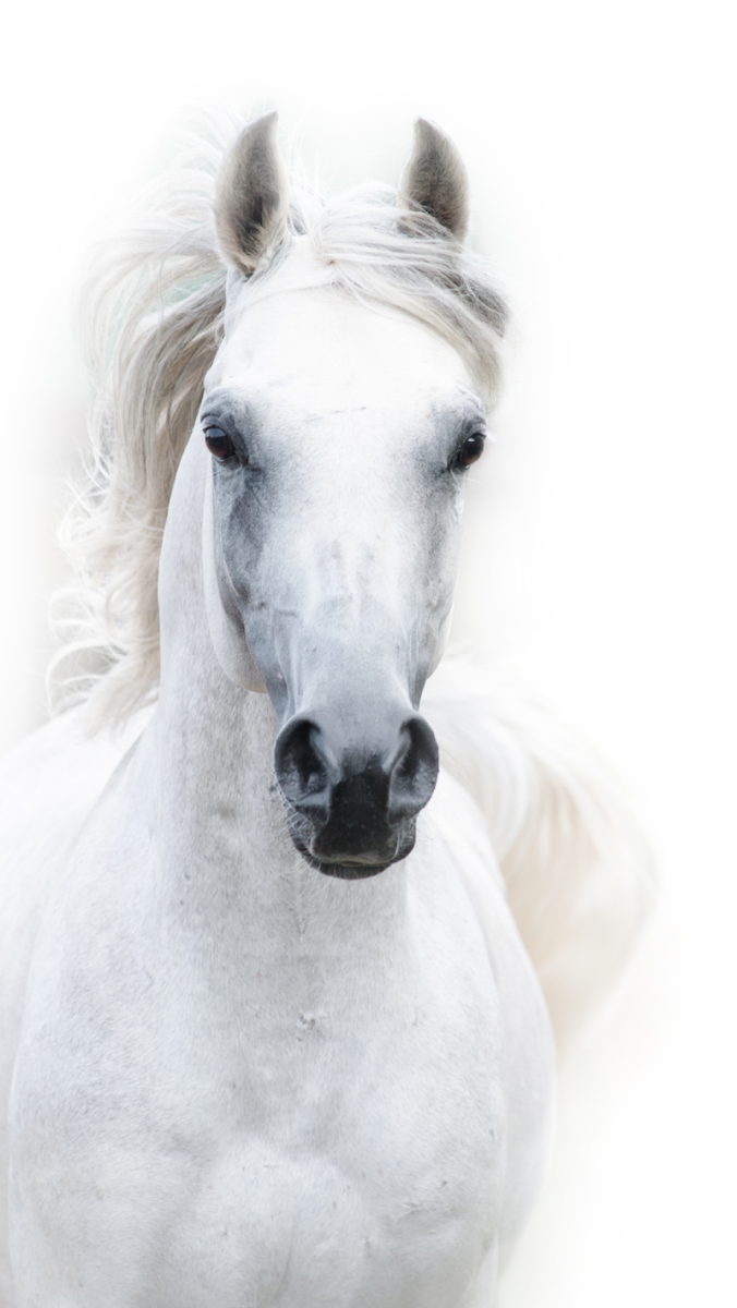Лошадь на белом фоне
