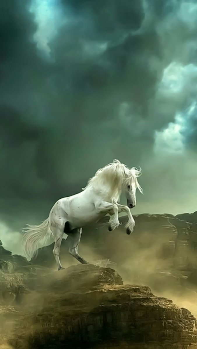 Красивый белый конь