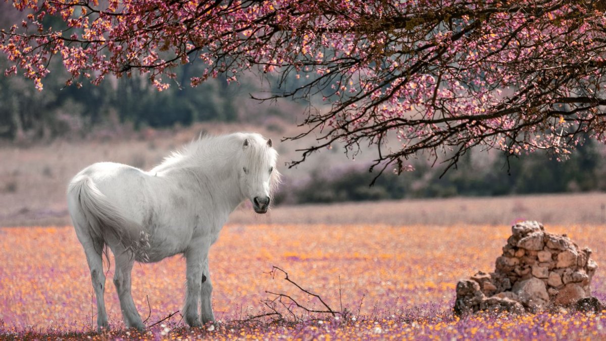 Обои лошади