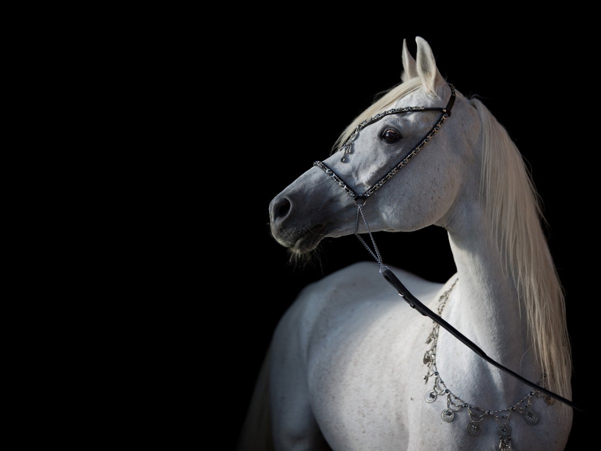 Лошадь на черном фоне
