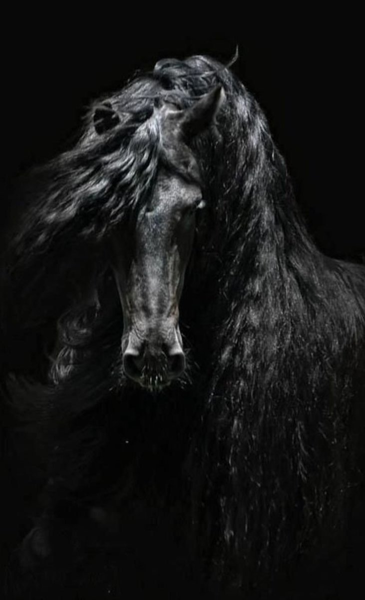 Черный конь