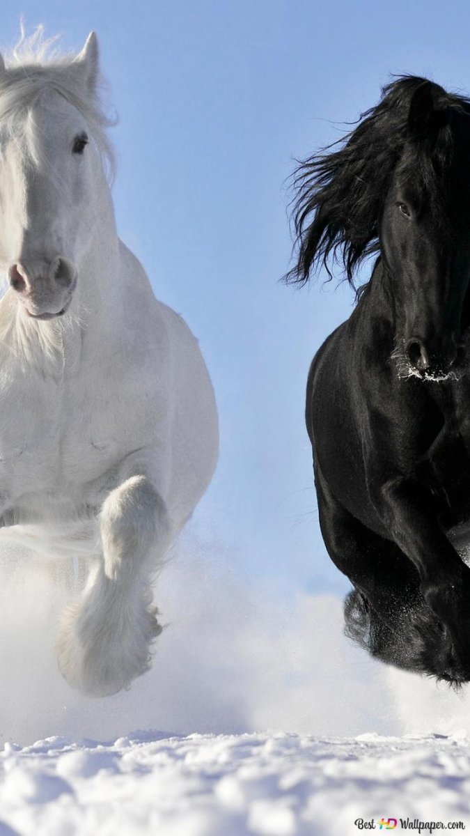 Лошадь бежит