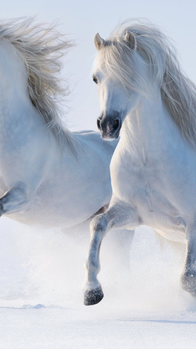 Красивые лошади